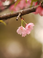 醍醐寺にて