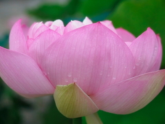 雫