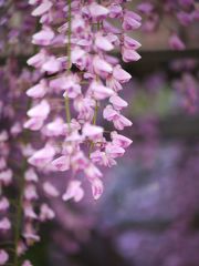 藤の花　6