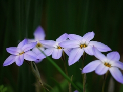京都府立植物園にて