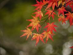 紅葉