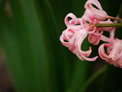 京都府立植物園にて