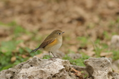 瑠璃ちゃん 瑠璃ちゃん