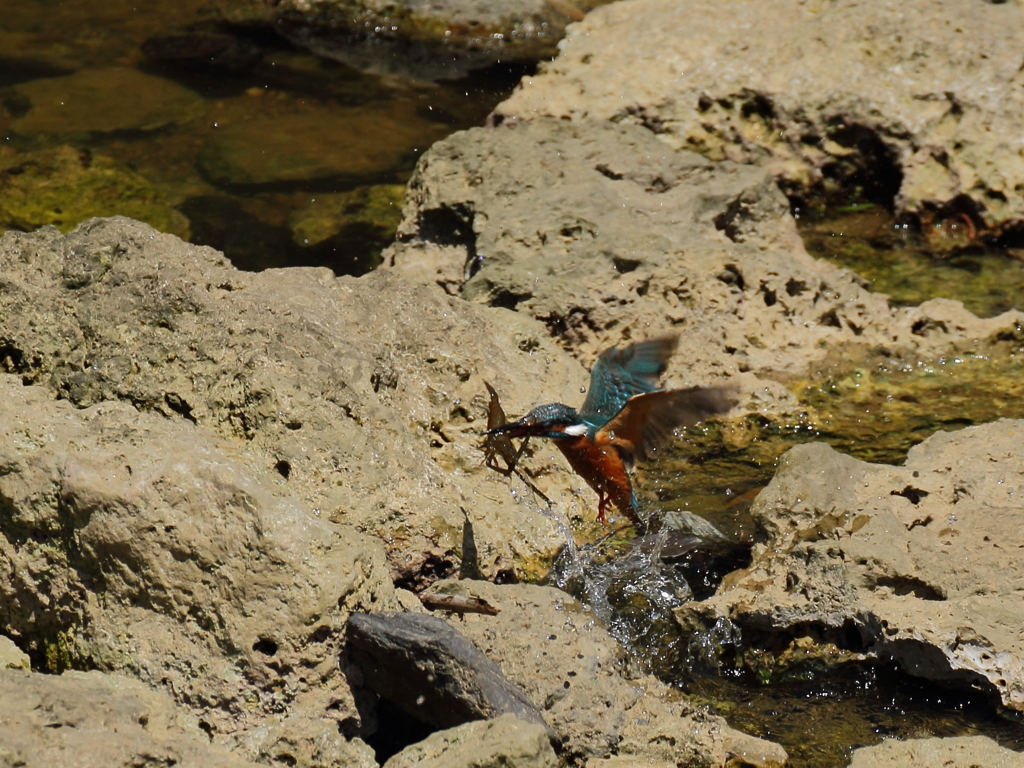 カワセミ対テナガエビ　1