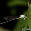 コフキヒメイトトンボ　図鑑カット