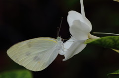 セイロンライティアの花で休む紋白蝶