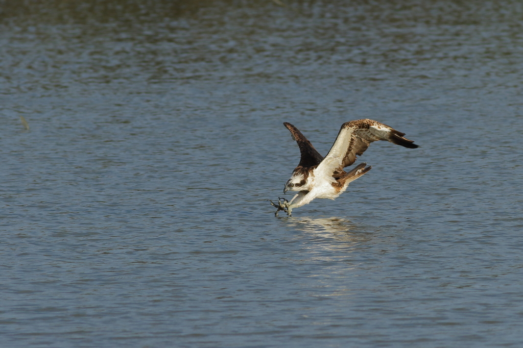 ダーウィンポーズ