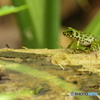 イシカワガエル　2