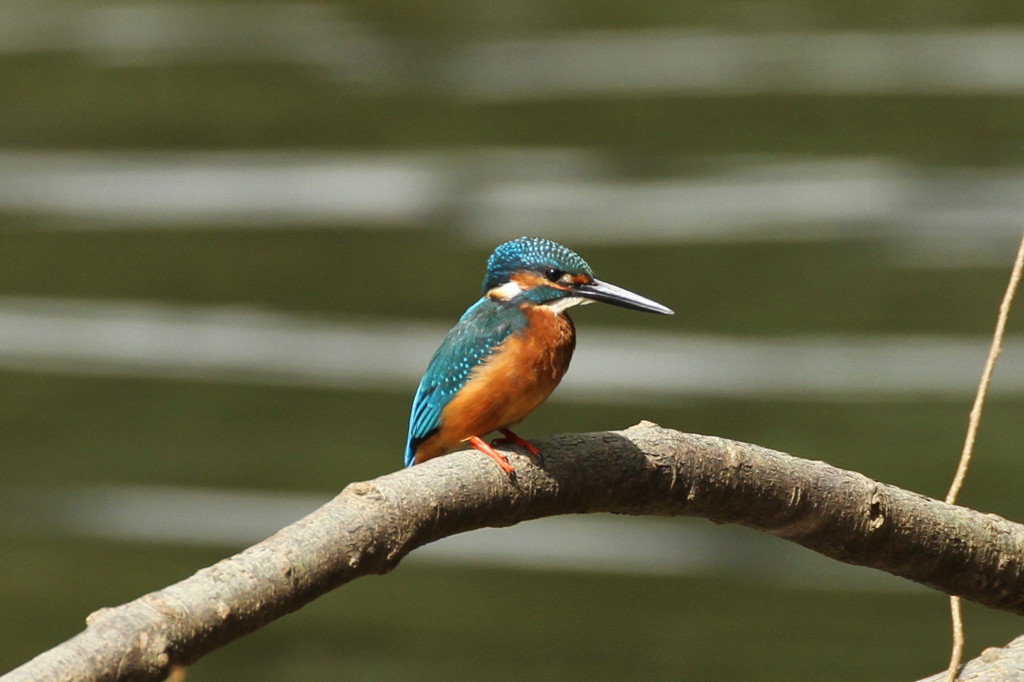 カワセミ　
