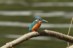 カワセミ　