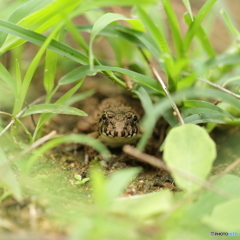 ヌマガエル