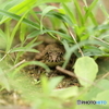 ヌマガエル