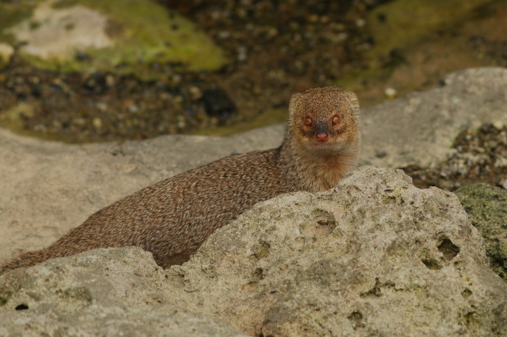 Mongoose