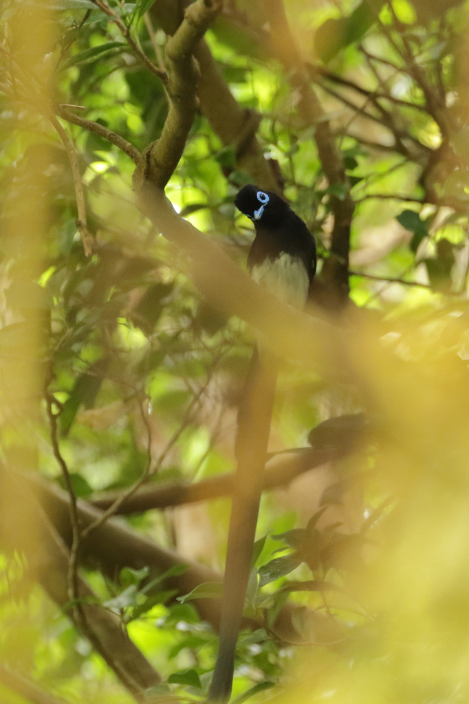 今季、初　サンコウチョウ　♂