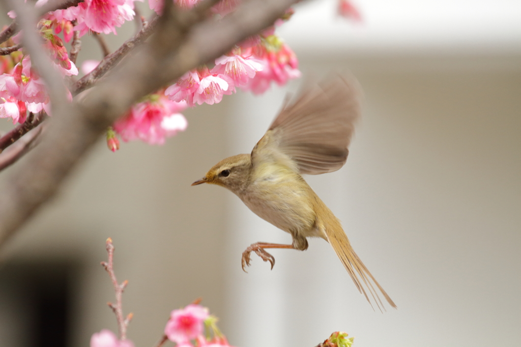 うぐいす