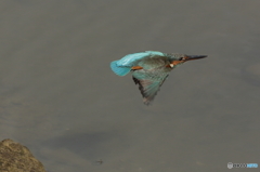 カワセミ