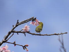 さくらめじろ　2