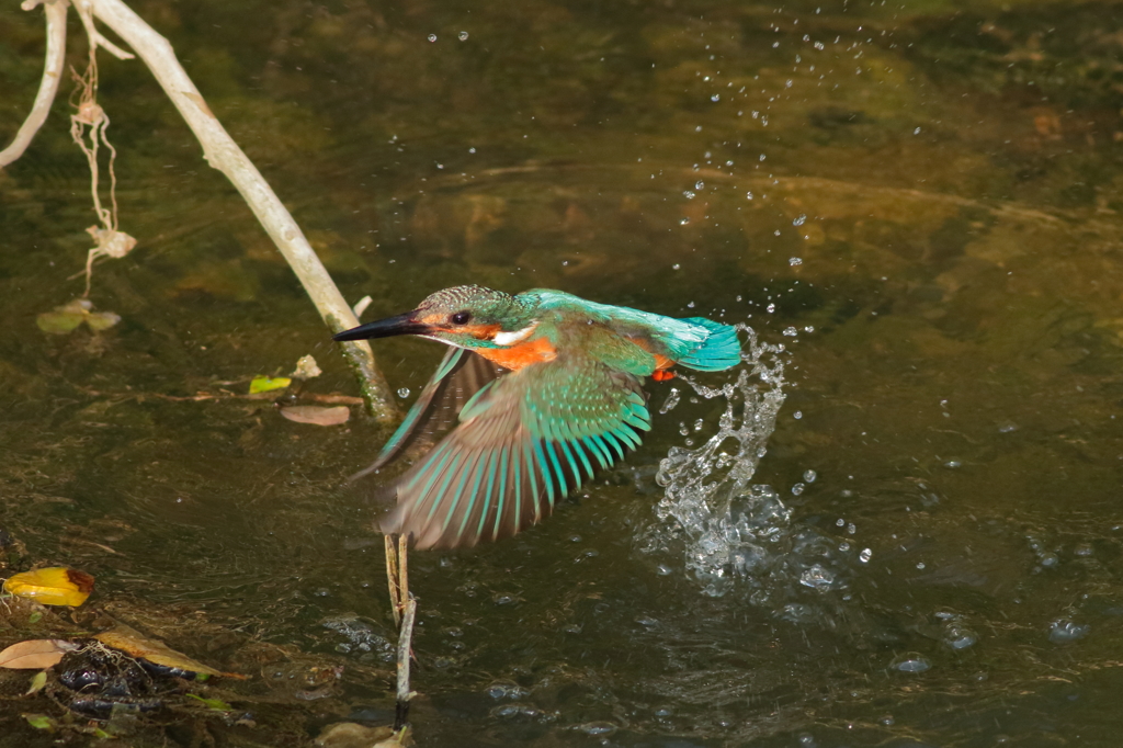 カワセミ