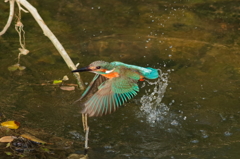 カワセミ
