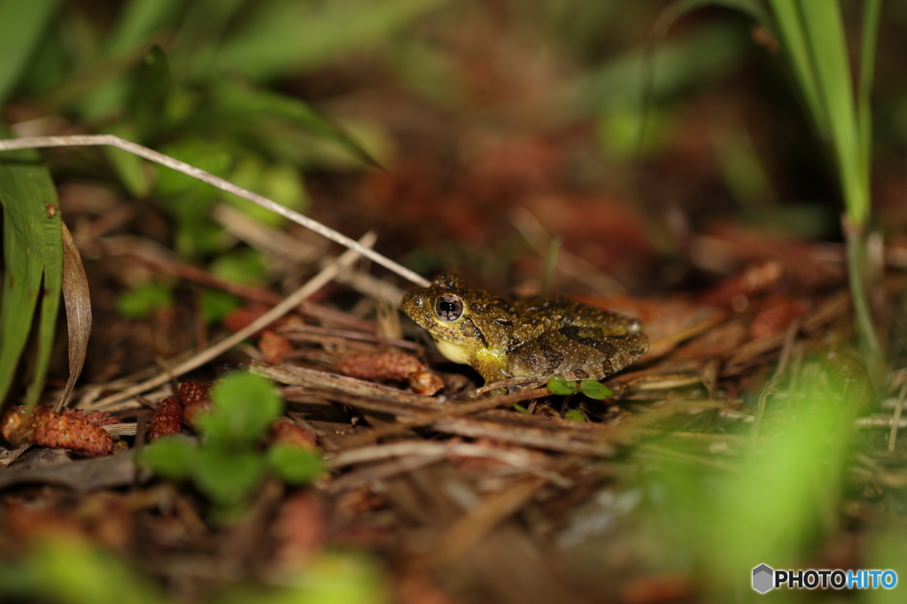 リュウキュウカジカガエル　2