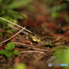 リュウキュウカジカガエル　2