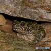 イシカワガエル