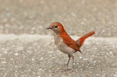 ホントウアカヒゲ　♀