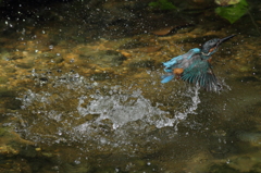 パパカワ水浴び　4