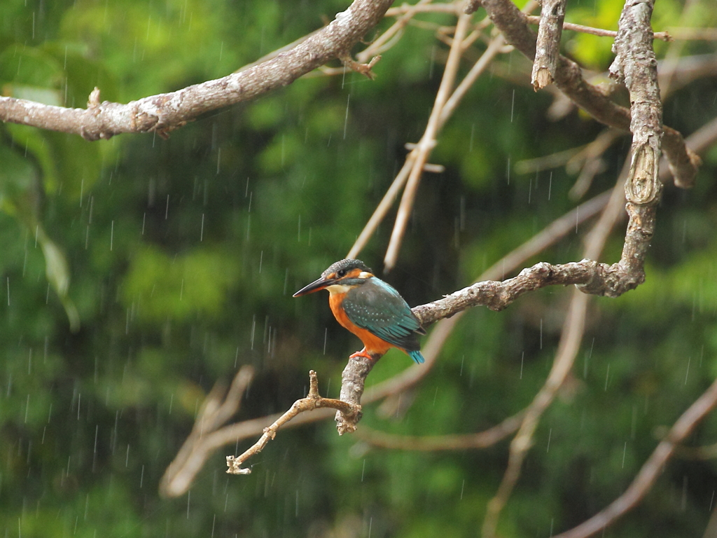 雨にも負けず!!