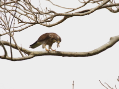 サシバが近くで食事中