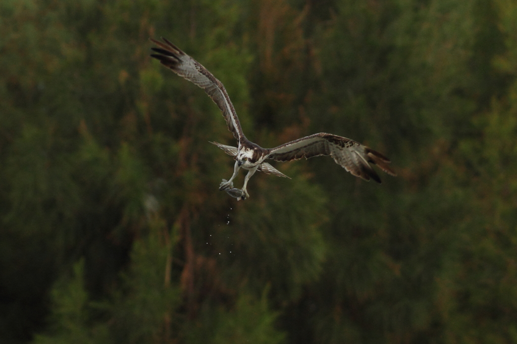 ミサゴ池(仮)　2