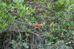 初　カワホバ　1