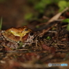 リュウキュウカジカガエル　1