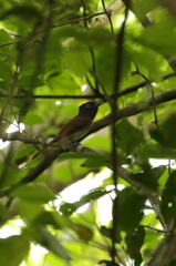 今季、初　サンコウチョウ　♀