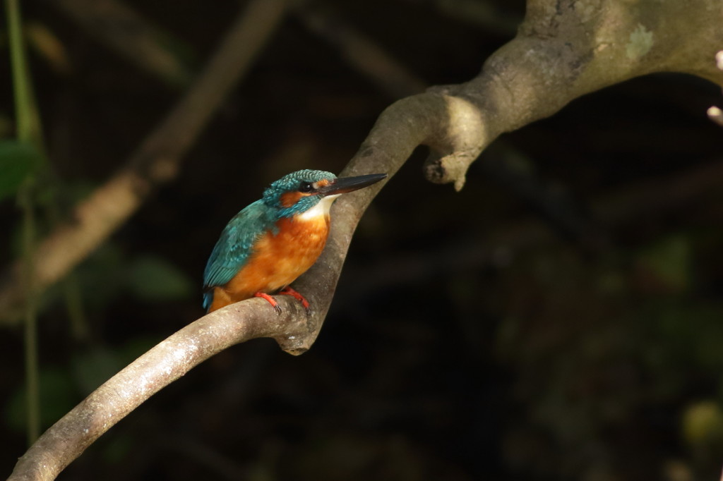 ♂or♀