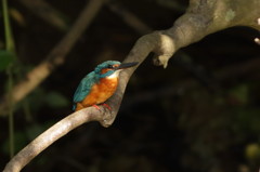 ♂or♀