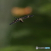 オキナワチョウトンボ　飛翔