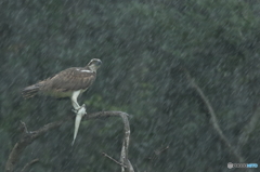 雨宿りの出来事　1