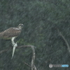 雨宿りの出来事　1