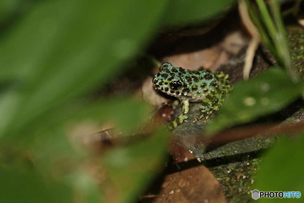 イシカワガエル　4