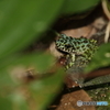 イシカワガエル　4