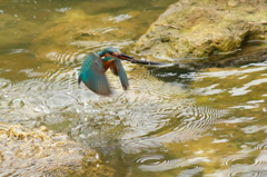 カワセミ