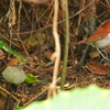 ホントウアカヒゲ　♂&雛