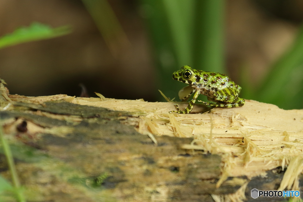 イシカワガエル　3