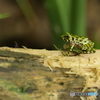 イシカワガエル　3