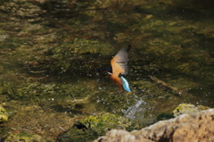 お魚、ゲット　2