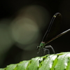  リュウキュウハグロトンボ　7　♀