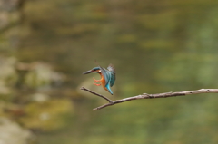 カワセミ