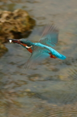 カワセミ