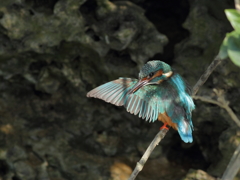 beautiful wing